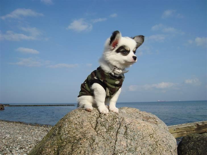 Chihuahua Kalle billede 2