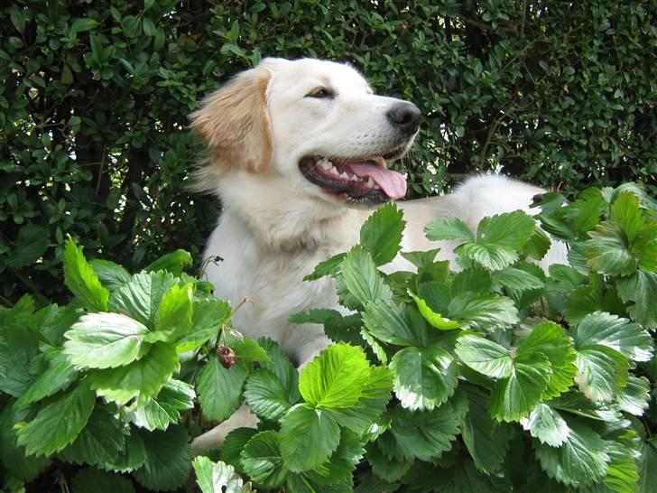 Blanding af racer Chili billede 14