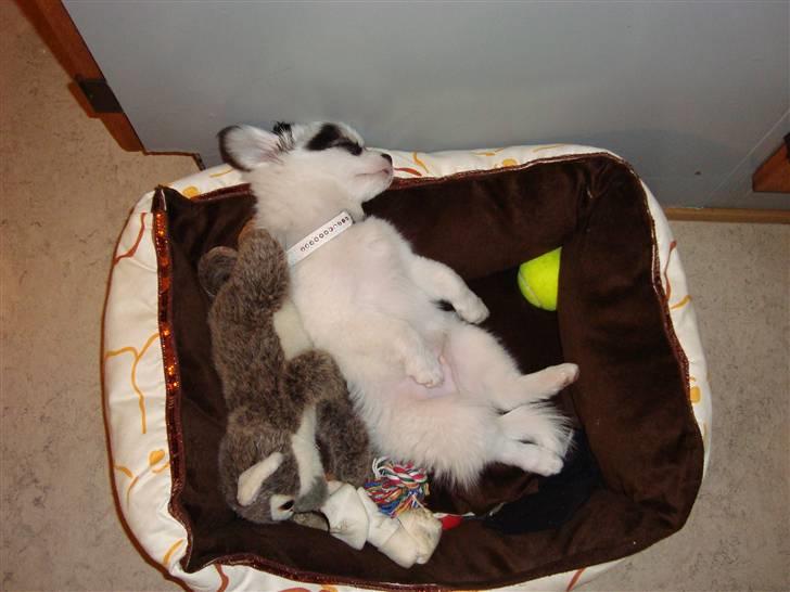 Chihuahua Kalle - Zzzzzzzz billede 3