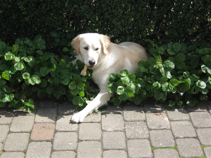 Blanding af racer Chili billede 15