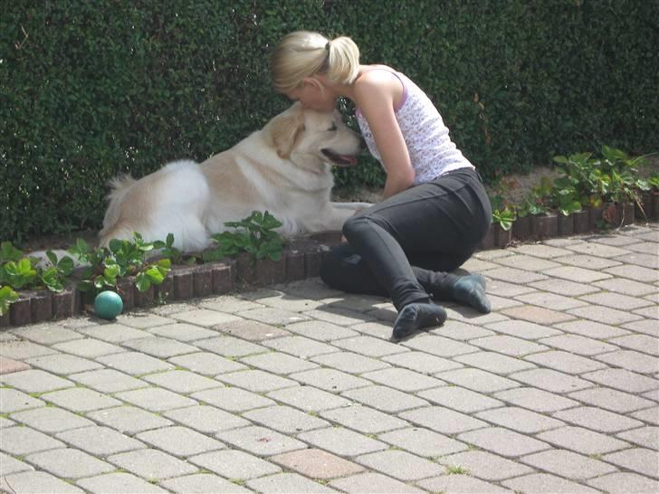 Blanding af racer Chili billede 16