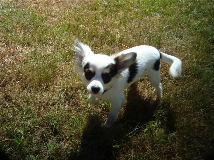 Chihuahua Kalle billede 4