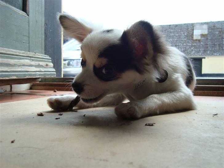 Chihuahua Kalle billede 5