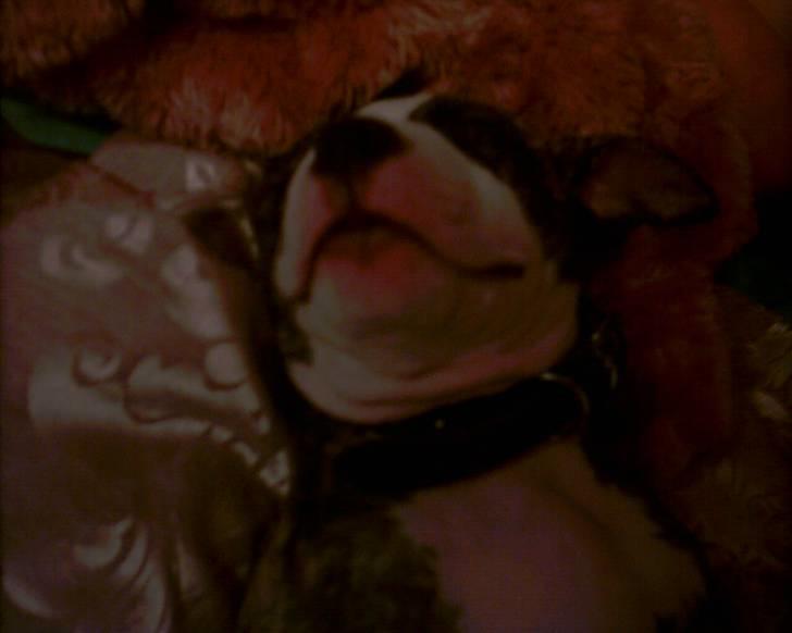 Amerikansk staffordshire terrier chico billede 5