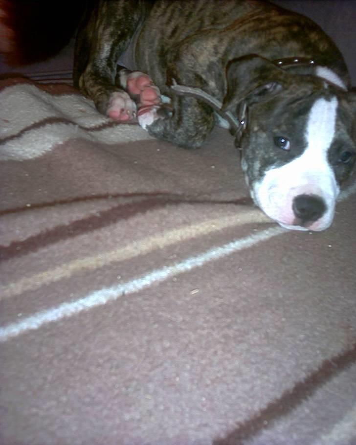 Amerikansk staffordshire terrier chico billede 6