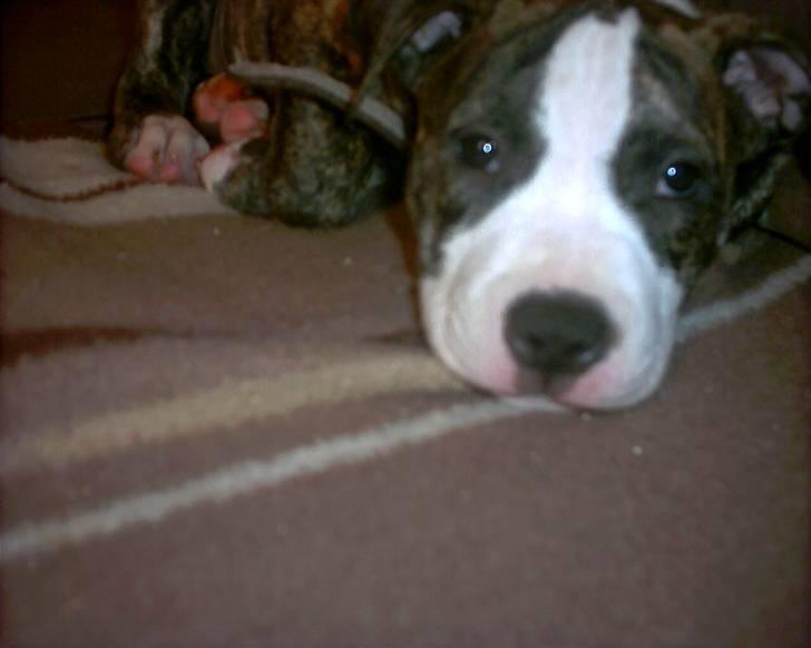 Amerikansk staffordshire terrier chico billede 7