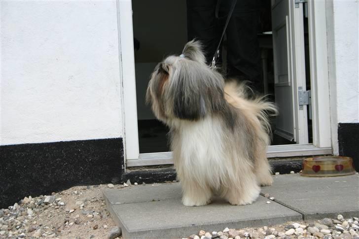Shih tzu Mingh og Mao og Mitzu - Færdig hos hundefrisør :-)  2009 billede 16