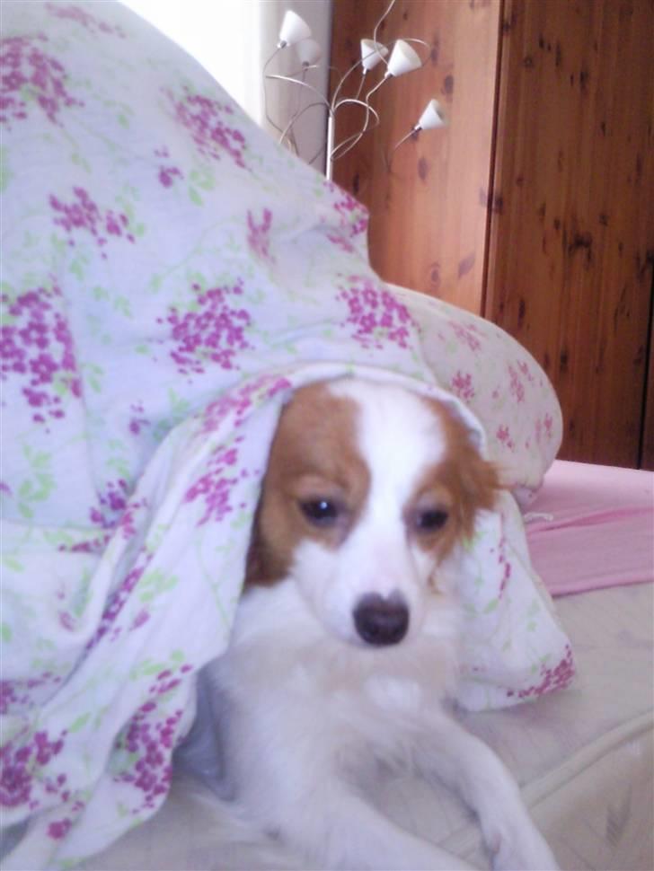 Papillon Chewey (himmelhund) billede 14