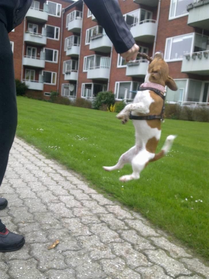 Jack russell terrier Sov sødt lille Liva billede 17