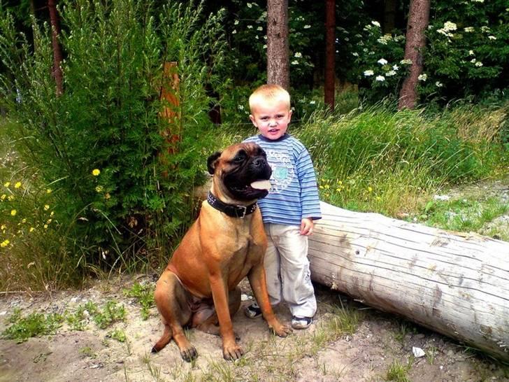 Bullmastiff Emma - 07/09´ 3år gammel billede 19