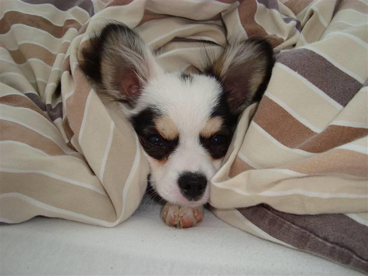 Chihuahua Kalle - Uhmm elsker at putte under mors dyne billede 6