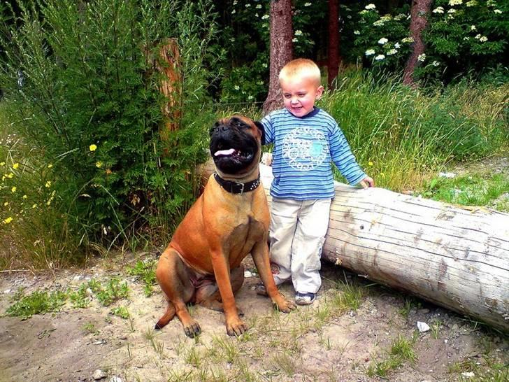 Bullmastiff Emma - 07/09´ 3år gammel billede 20