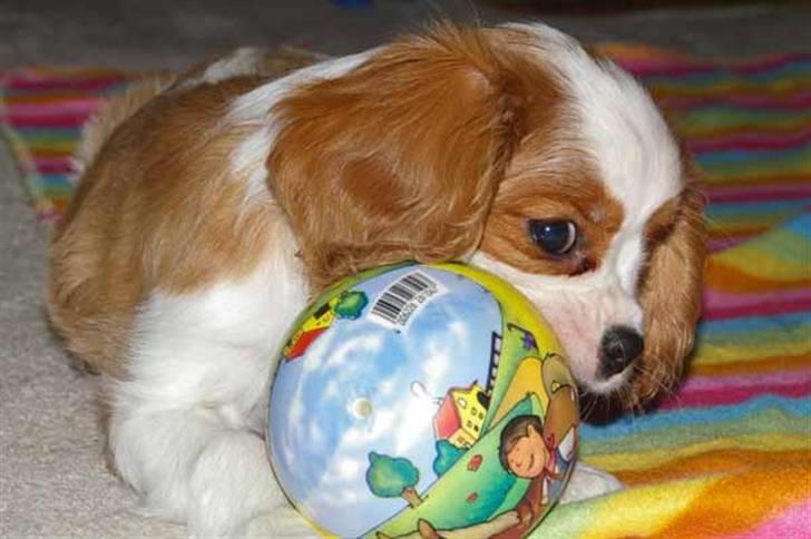 Cavalier king charles spaniel Naja - lille naja billede 1
