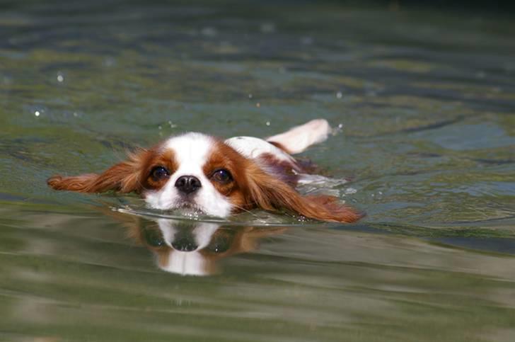 Cavalier king charles spaniel Naja - en svømme tur i det kolde vand arrh billede 2