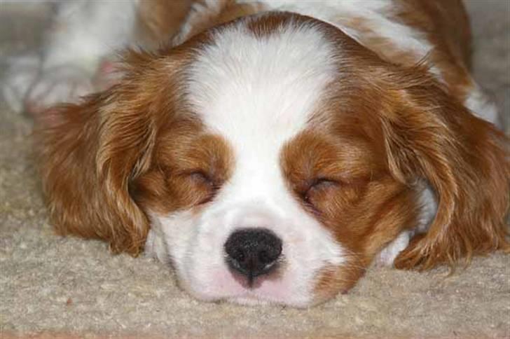 Cavalier king charles spaniel Naja - puuuuuha nogle gange kan det altså godt være lidt hårdt at være hund billede 3
