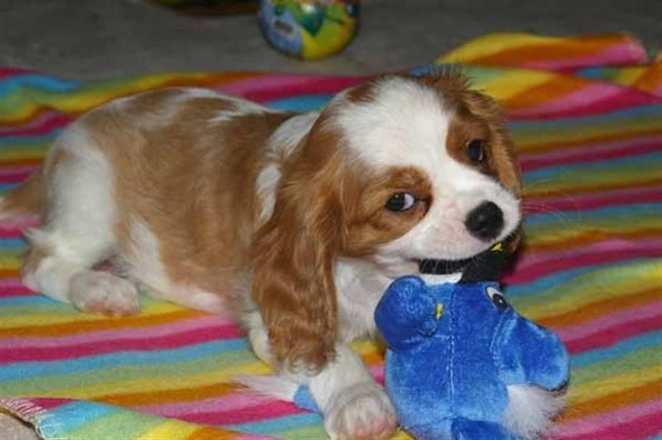 Cavalier king charles spaniel Naja - et godt bytte billede 4