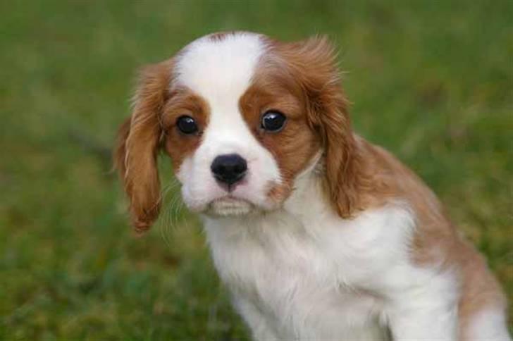 Cavalier king charles spaniel Naja - naja er en rigtig lille ilm stjerne billede 5