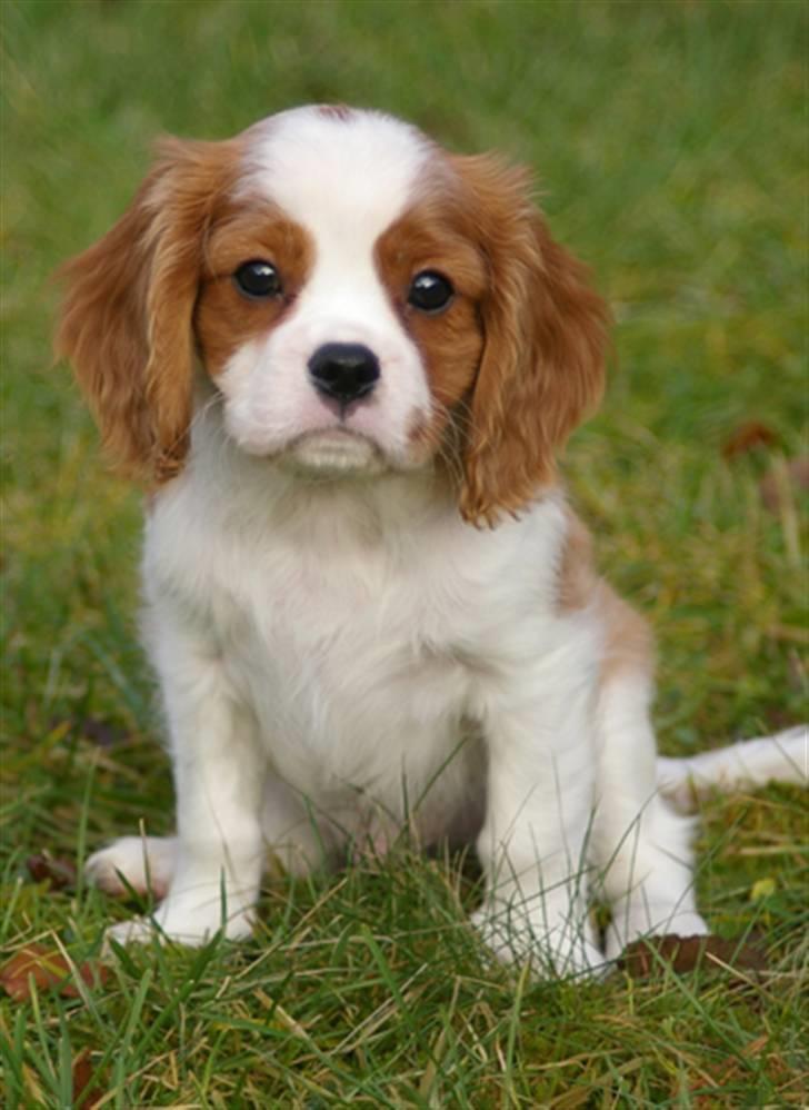 Cavalier king charles spaniel Naja - naja sit dyyygtig billede 6