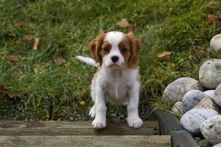 Cavalier king charles spaniel Naja - naja står og over vejer at hoppe i vandet billede 7
