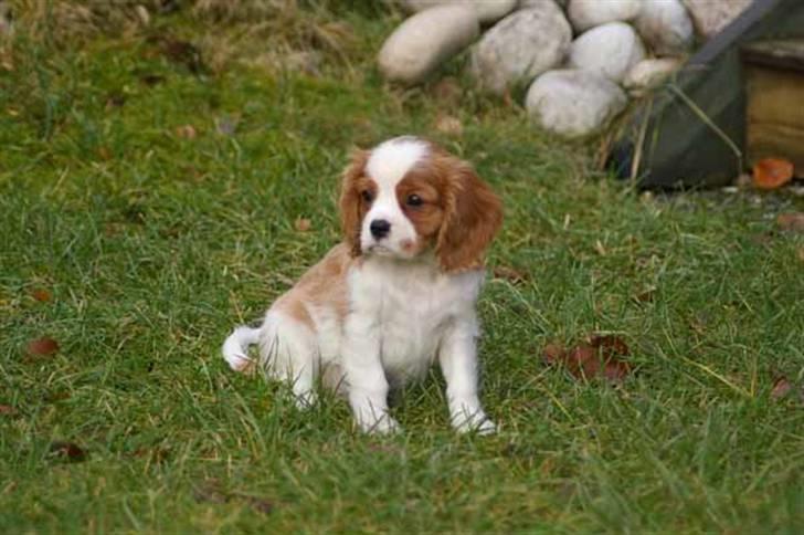 Cavalier king charles spaniel Naja - naja har fået øje på en fugl billede 8