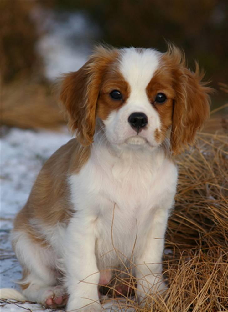 Cavalier king charles spaniel Naja - søde naja billede 9