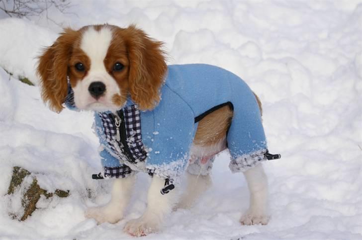Cavalier king charles spaniel Naja - naja vinteren 08 billede 10