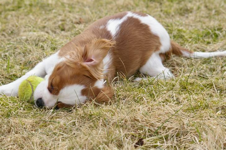Cavalier king charles spaniel Naja - najas elskede tennis bold billede 11