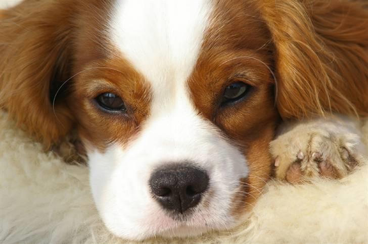 Cavalier king charles spaniel Naja - puuha det er hårdt at få taget sååå mange billeder billede 12
