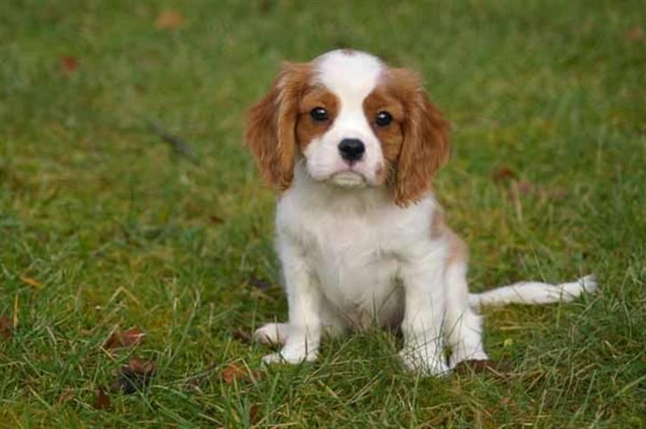 Cavalier king charles spaniel Naja - naja i haven billede 13