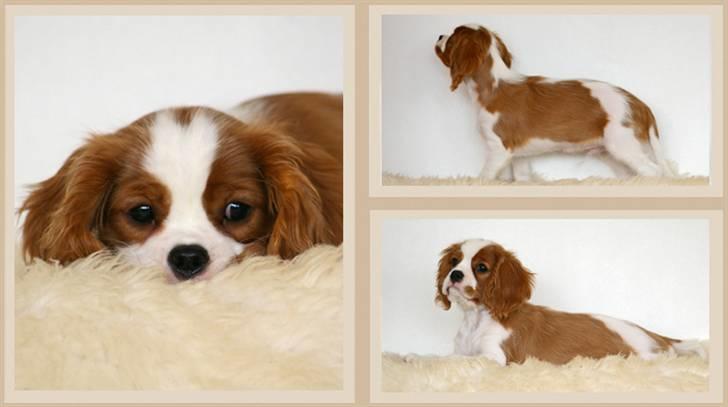 Cavalier king charles spaniel Naja - naja hos fotografen billede 14