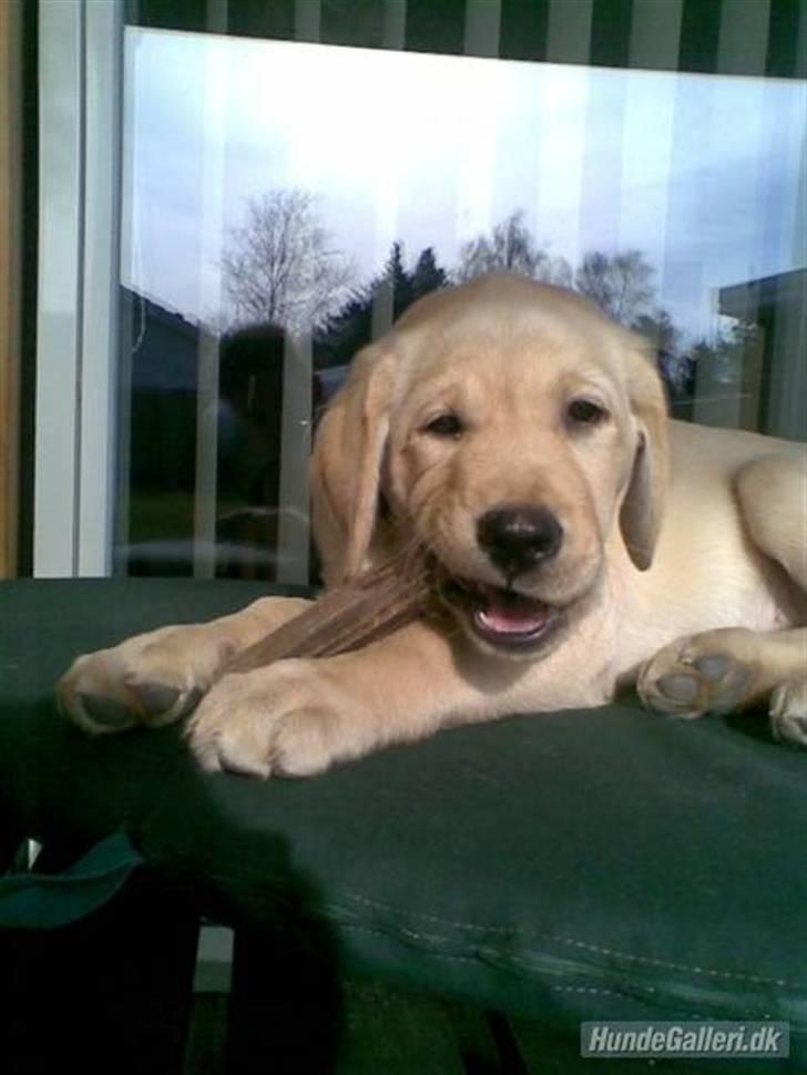 Labrador retriever molly - lille lille molly som nu er store molly ;D billede 1