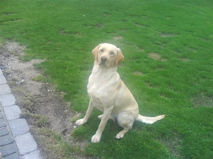 Labrador retriever molly - du sidder bare så fint molly billede 2