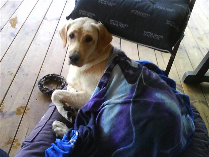 Labrador retriever molly - molly har lige været ude i regnen så hun skal lige tøres billede 3