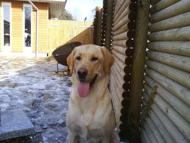 Labrador retriever molly - flotte muskeløse hund :D vi elsker dig :D billede 4