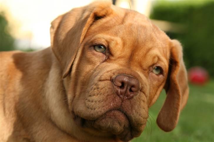Dogue de bordeaux FRESZKA Lacrima Heliandum billede 4