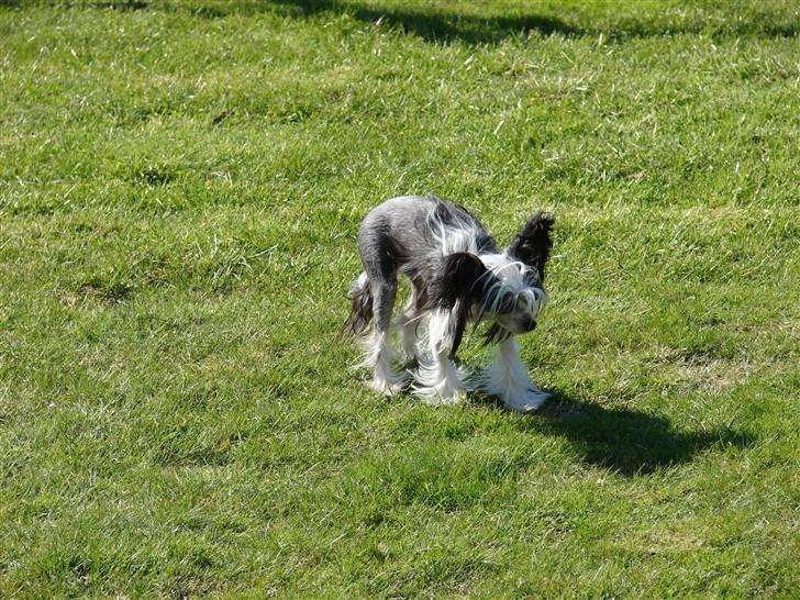 Chinese crested hårløs lulu billede 7