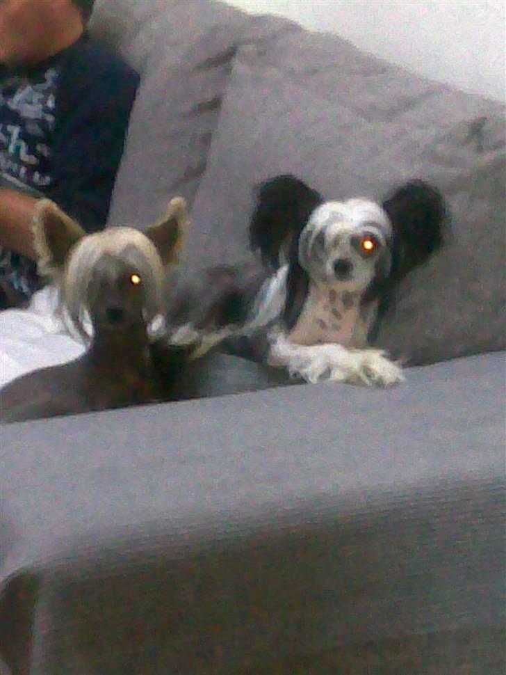 Chinese crested hårløs lulu billede 8