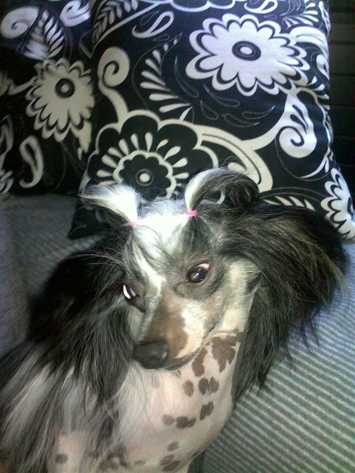 Chinese crested hårløs lulu billede 9