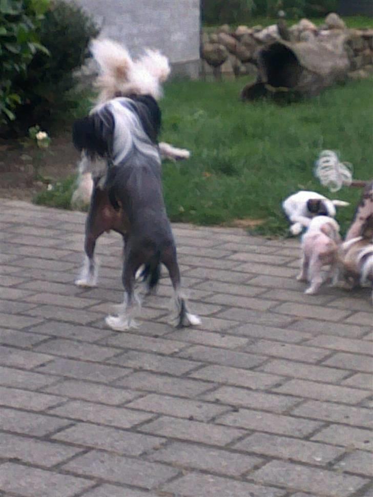 Chinese crested hårløs lulu billede 10