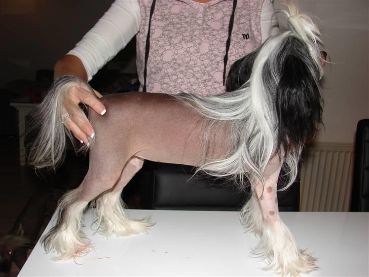Chinese crested hårløs lulu billede 11