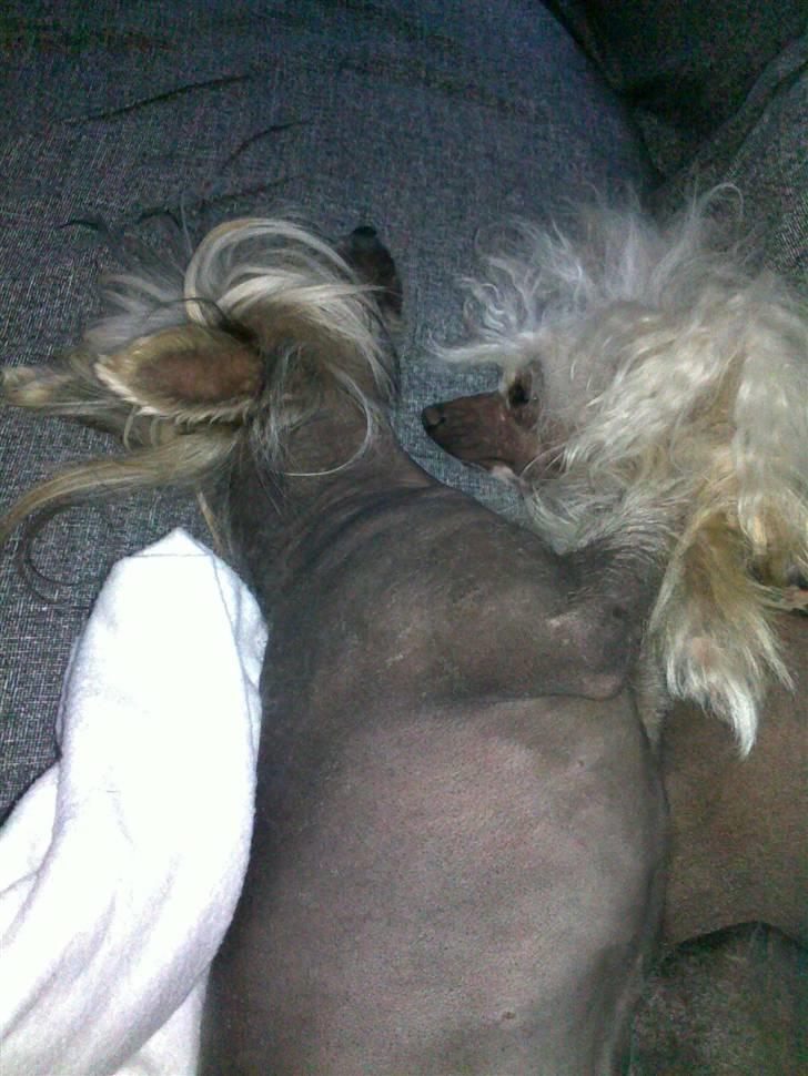 Chinese crested hårløs Quincy billede 13
