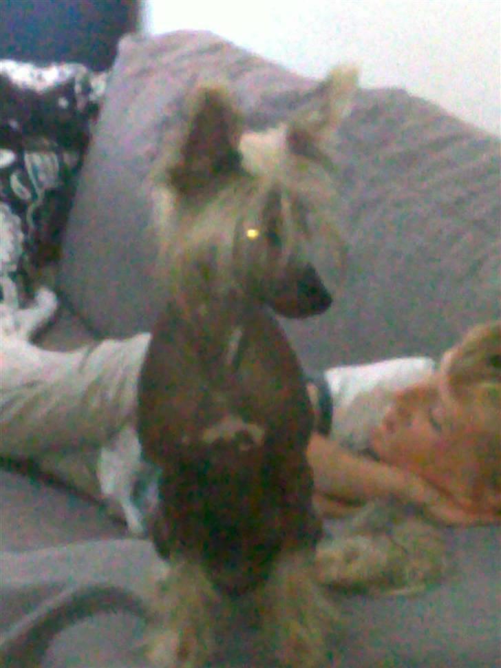 Chinese crested hårløs Quincy billede 14