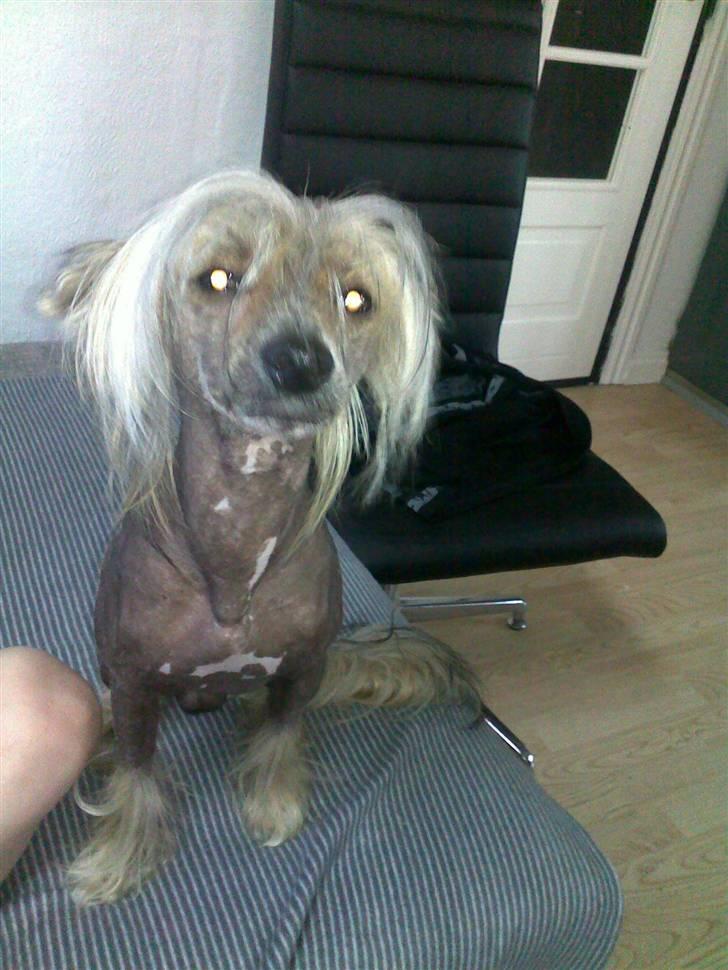 Chinese crested hårløs Quincy billede 15