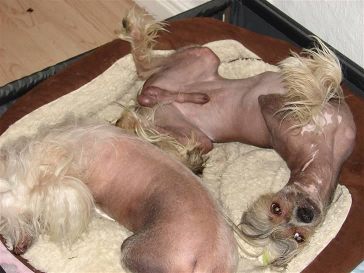 Chinese crested hårløs Quincy billede 16