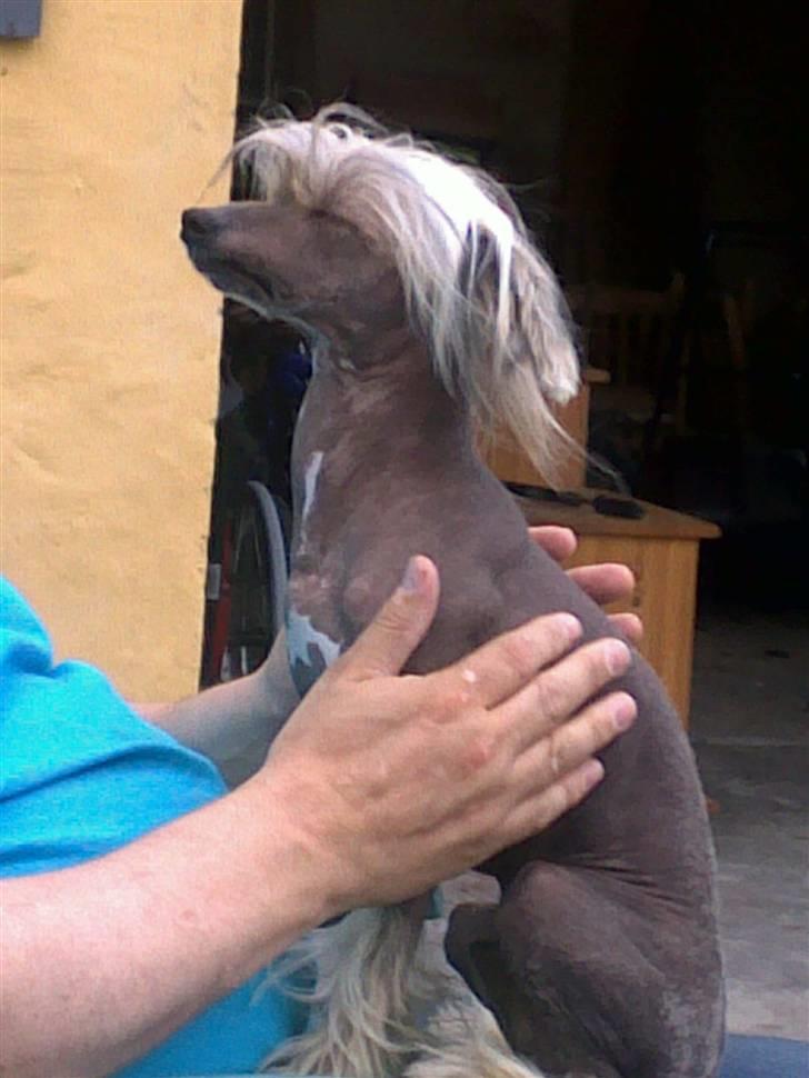 Chinese crested hårløs Quincy billede 17