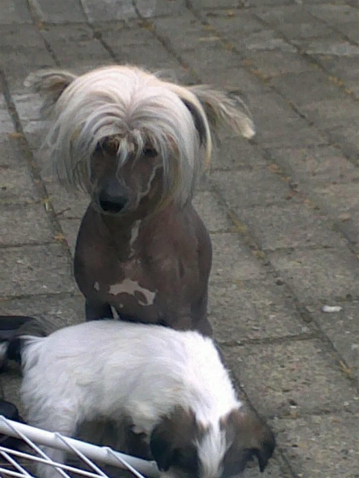 Chinese crested hårløs Quincy billede 18