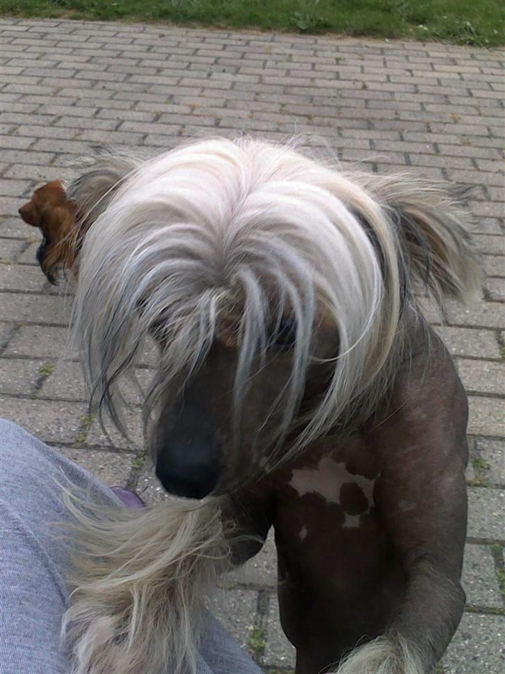 Chinese crested hårløs Quincy billede 19