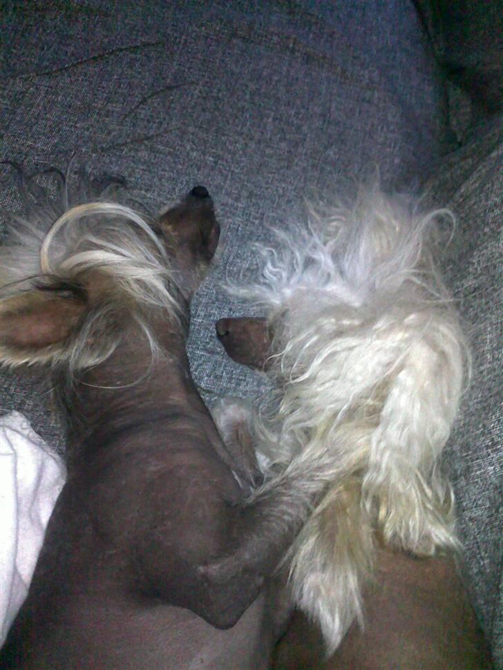 Chinese crested hårløs tulle billede 12