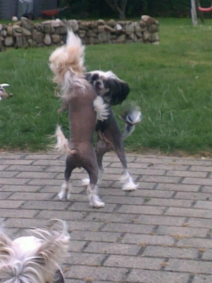 Chinese crested hårløs tulle billede 13