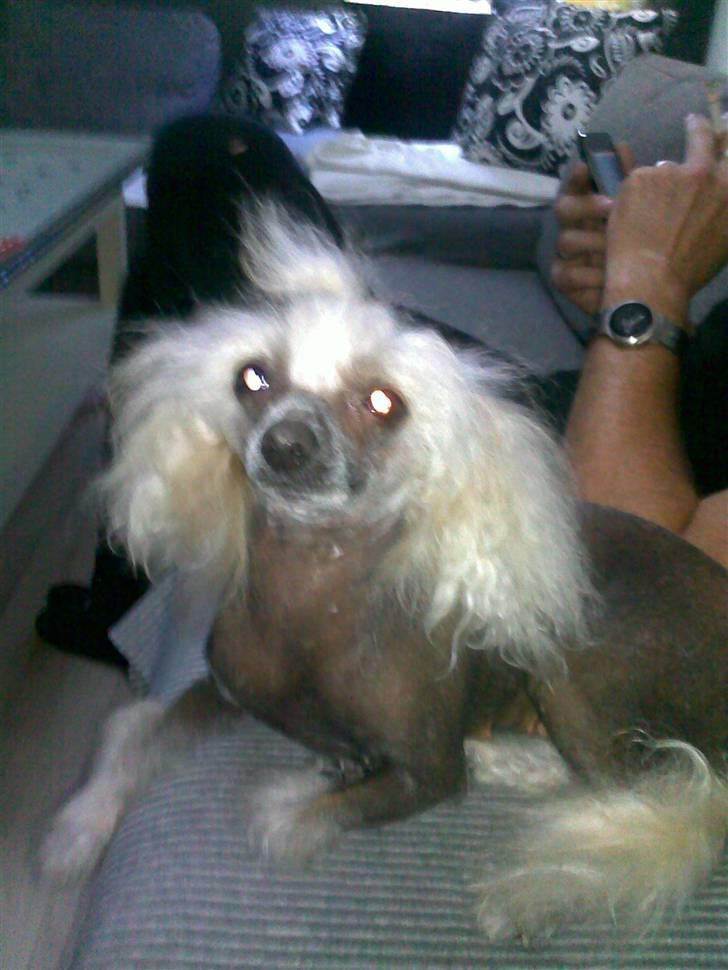 Chinese crested hårløs tulle billede 14